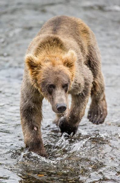 Brown bear in water — Stock Photo © GUDKOVANDREY #135224212