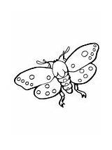 Realistic Atlas Moth Coloring Page  Free Printable Coloring Pages sketch template