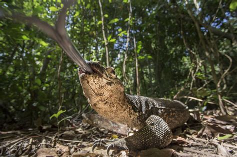 The Philippines declares more than 100,000 acres as critical habitat