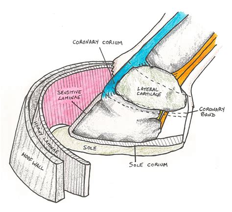 Anatomy for Natural Hoof Care Practitioners - Scientific Horseshoeing