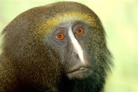 Owl Faced/Hamlyn's Monkey: Profile, Facts, Traits, Range, Diet - Primates Park