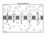 Cell Membrane Diagrams Coloring Pages sketch template