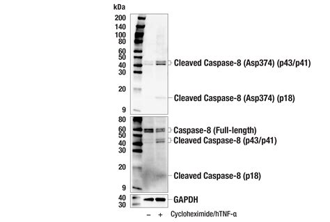 Cleaved Caspase-8 (Asp374) (E6H8S) Rabbit mAb | Cell Signaling Technology