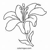 Calla Lily Coloring Page sketch template