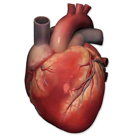 Anterior View Of Human Heart Anatomy Photograph By Alayna Guza Pixels | My XXX Hot Girl