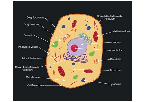 A Labeled Diagram of the Animal Cell and its Organelles