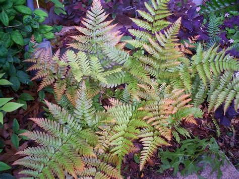 Autumn Fern | Autumn fern, Shade garden, Hosta plants