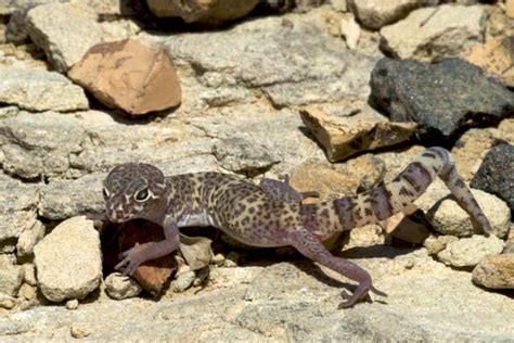 Texas Banded Gecko Facts and Pictures