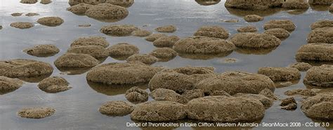 Thrombolites & Stromatolites – Marine Life Society of South Australia Inc.