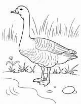 Goose For Coloring Pages sketch template