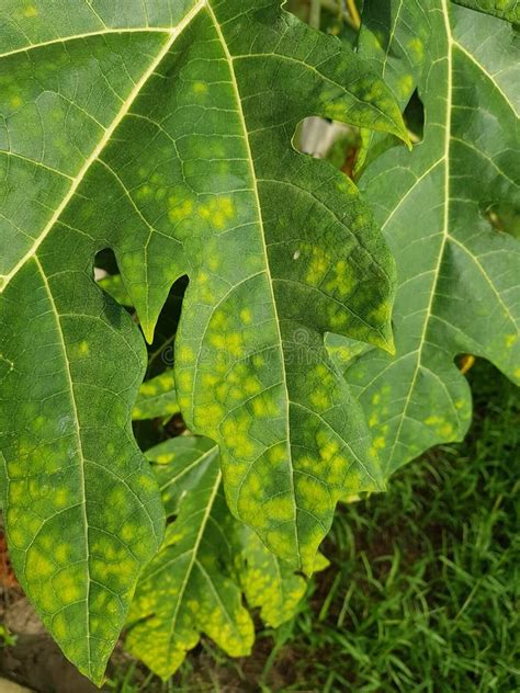 Papaya Ringspot Virus on Papaya Leaves in Viet Nam, Stock Image - Image of summer, tree: 188517917