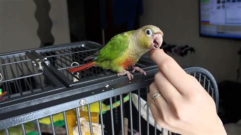 Peach, Pineapple Green Cheek Conure Training - YouTube