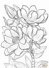 Campbells Magnolia coloring page  Free Printable Coloring Pages sketch template