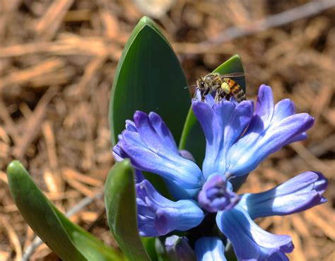 Insect Bee Pollination - Free photo on Pixabay - Pixabay