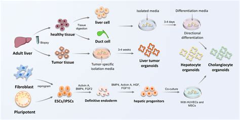 Frontiers Liver Organoids From Fabrication To Application In Liver | Free Hot Nude Porn Pic Gallery