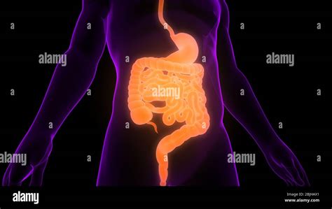 Human Digestive System Anatomy Stock Photo - Alamy