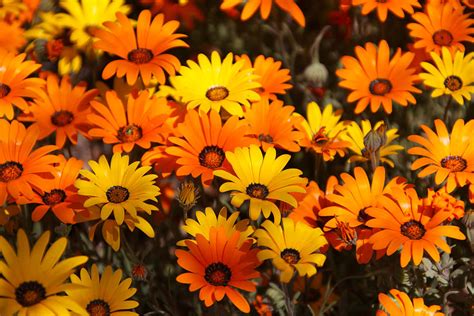 Yellow and Orange Flowers Photograph by Debbie Morris - Fine Art America