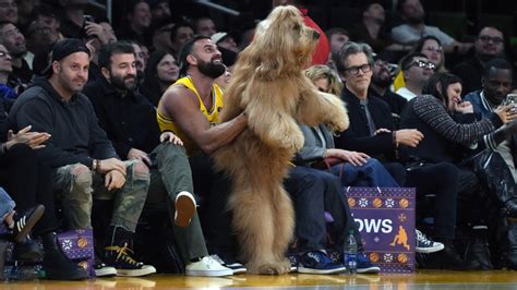 Instagram-Famous Dog Brodie The Goldendoodle Takes Over Lakers Game With Courtside Dance Moves ...