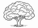 Stunning Oak Tree Coloring Page  sketch template