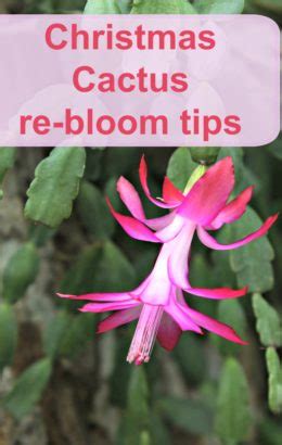 Christmas Cactus Blooming - How to Get a Holiday Cactus to Flower