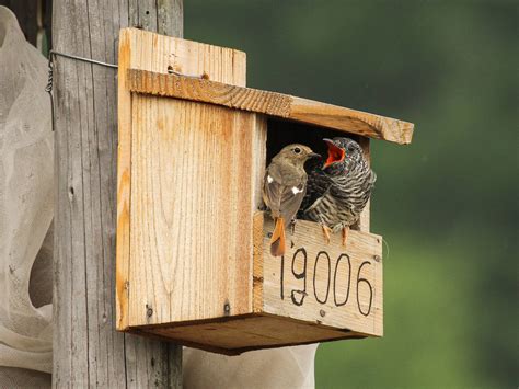 Passerine bird takes advantage of human settlements