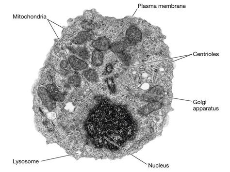 Animal cell, Cell organelles, Organelles