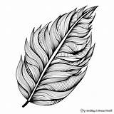 Feather Coloring Pages  Free & Printable sketch template