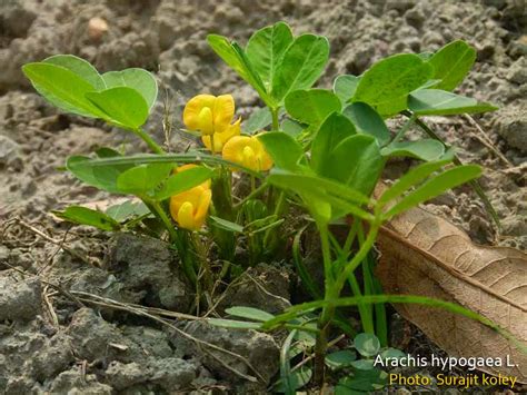 Medicinal Plants: Arachis hypogaea, Groundnut, Peanut