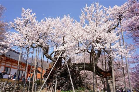 Spring in Yamanashi: Cherry Blossom Viewing/Official Travel Guide Yamanashi