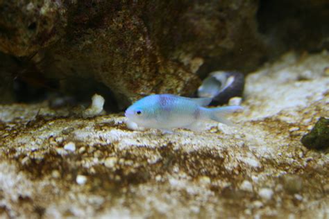 Need help determining what's killing my fish. | Saltwaterfish.com Forums for Fish Lovers!