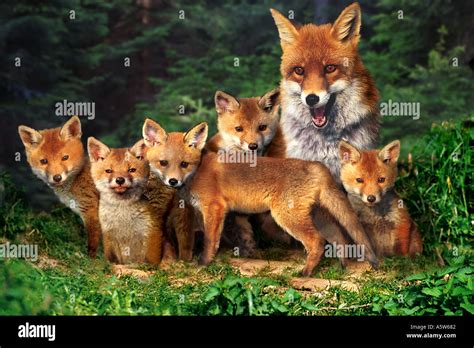 Red fox (Vulpes vulpes). Vixen with five cubs Stock Photo: 2119297 - Alamy