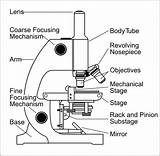 Microscope Diagram And Label sketch template