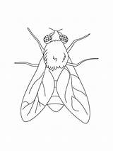 Simple Fly coloring Page sketch template