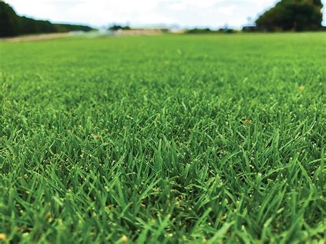 TifTuf Bermuda Grass | Sydney Lawn & Turf Supplies