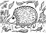 Hedgehog Coloring Pages sketch template