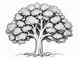 Oak Tree Coloring Download  Page sketch template