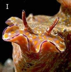 The Sea Slug Forum - Rhinophore in nudibranchs