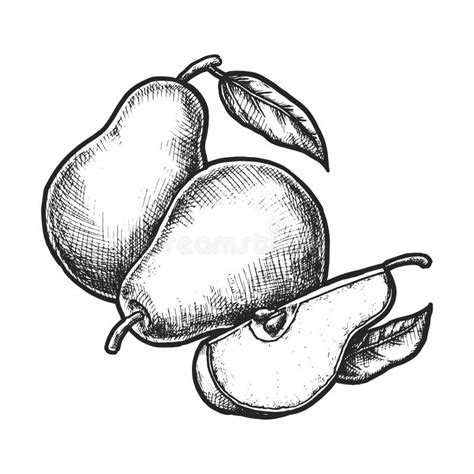 Illustration of Pear Fruit. Vector Sketch Food Stock Vector - Illustration of drawing, plant ...