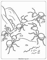 100  Ant coloring Pages Free PDF To Print Woo Coloring sketch template