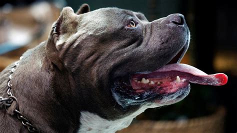 American bully XL dogs must now be kept on a lead - BBC News