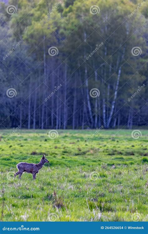 Vertical Shot of a Majestic Deer Walking in an Evergreen Field in a ...