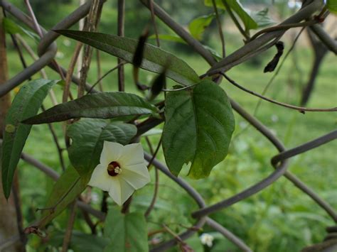 Mutiyar kuntal (Tamil: முதியார் கூந்தல்) | Convolvulaceae (b… | Flickr