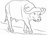 Buffalo Coloring Pages Animal Print Buffalo2 Coloringway Sketch  sketch template