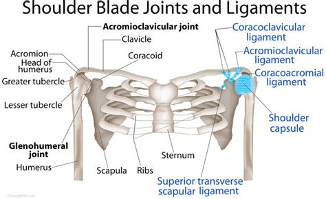 Shoulder (pectoral) girdle anatomy: bones, joints, ligaments, muscles ...