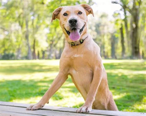 Top 21 Lovable Golden Retriever Mixes For All Types of Households