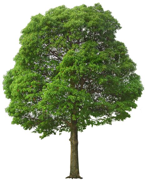 Tree HD PNG Transparent Tree HD.PNG Images. | PlusPNG