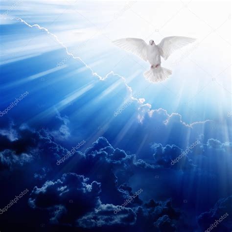 Holy spirit bird — Stock Photo © I_g0rZh #89302946