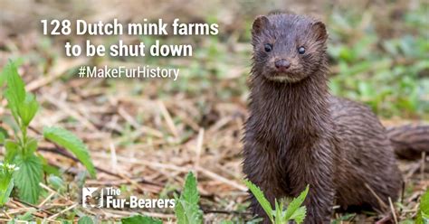 Dutch mink farming ends in face of COVID-19 - The Fur-Bearers