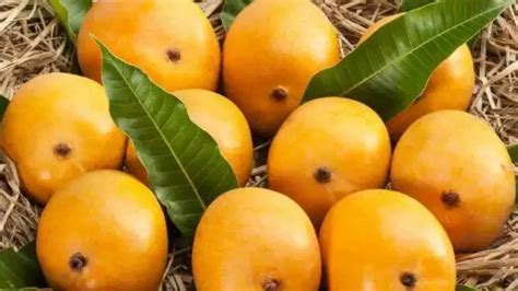 Mankurad mangoes in Goa are being sold for Rs 6000 per dozen| Mankurad mangoes: ಅಬ್ಬಬ್ಬಾ ...