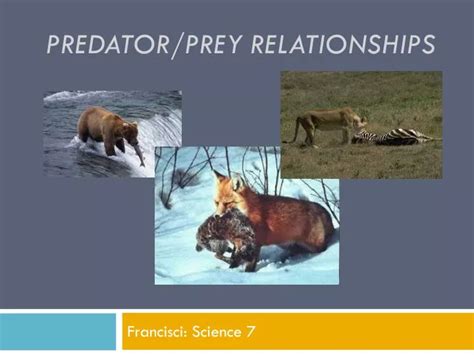 Predator Examples - A shark is a predator to fish. - Music-is